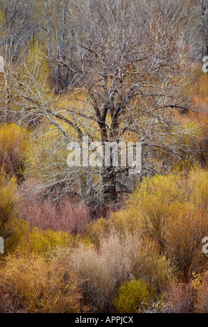 Sterile vecchio albero di pioppi neri americani Populus freemontii circondata da variopinte salici Salix nigra in basso fondo di fiume Foto Stock