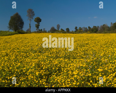 Infinite bellissimi campi di fiori di sesamo vicino Lago Inle in Myanmar Foto Stock