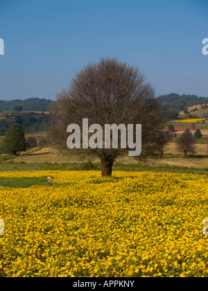 Sesamo coloratissimi campi di fiori e albero vicino a Lago Inle in Myanmar Foto Stock