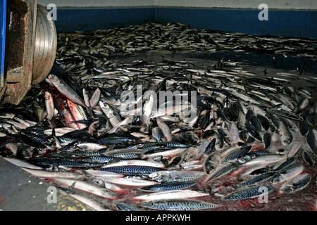 Sgombri scaricata da un grande scozzese del peschereccio nel porto di Peterhead, Scotland, Regno Unito Foto Stock