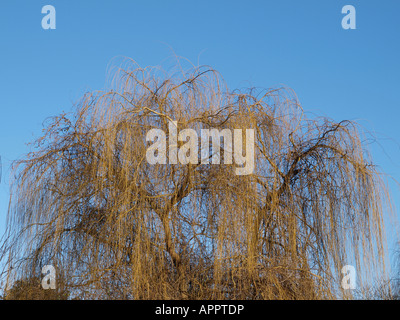 La tettoia di salice piangente sotto un cielo azzurro Foto Stock