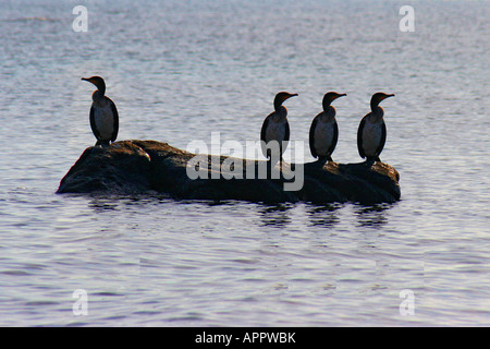 Cormorano uccelli in appoggio appollaiato sulla roccia dell'isola simmetria riflessione sull acqua di pesca il pesce predatore shag Foto Stock
