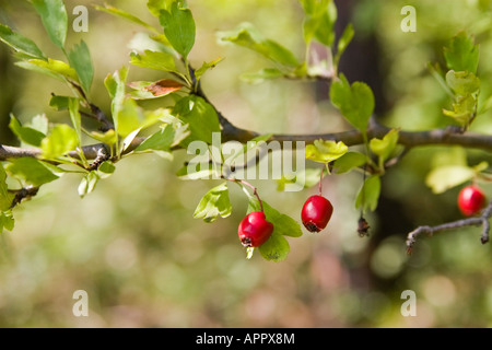 Ramo di biancospino e bacche close up Foto Stock