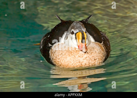 Re Eider Somateria spectabilis St Louis nel Missouri negli Stati Uniti il 31 agosto maschio adulto anatidi Foto Stock