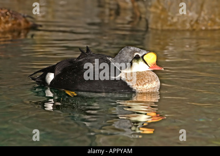 Re Eider Somateria spectabilis St Louis nel Missouri negli Stati Uniti il 31 agosto maschio adulto anatidi Foto Stock
