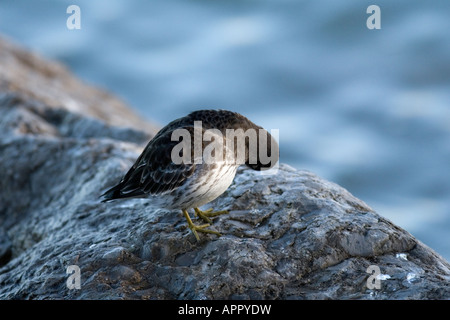 PURPLE SANDPIPER CALIDRIS MARITIMA in piedi sulle rocce PREENING Foto Stock