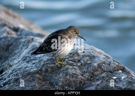 PURPLE SANDPIPER CALIDRIS MARITIMA in piedi sulle rocce Foto Stock