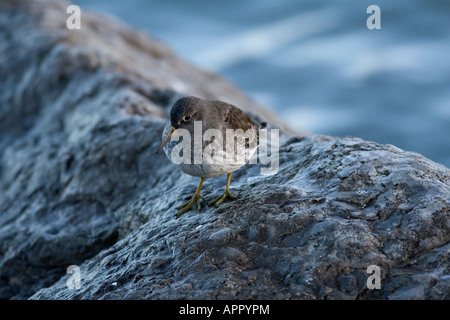 PURPLE SANDPIPER CALIDRIS MARITIMA in piedi sulle rocce Foto Stock