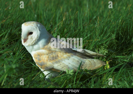 Barbagianni - Tyto alba - in erba Foto Stock