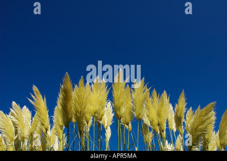 Cortaderia selloana Foto Stock