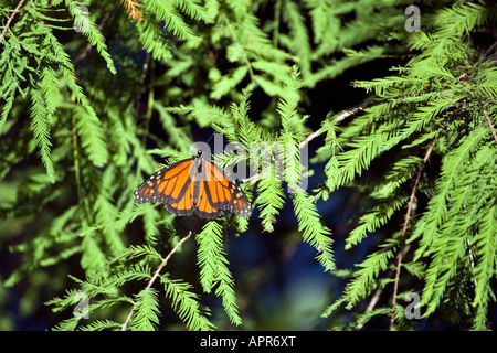 Monarca Danaus plexippus St Louis nel Missouri negli Stati Uniti il 31 agosto maschio adulto Nymphalidae Danainae Foto Stock