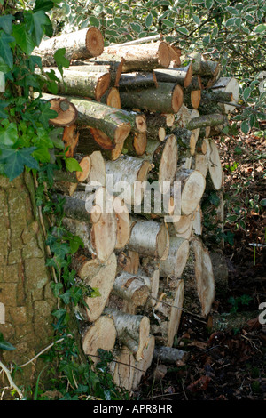Un recente tagliata ed impilati pila di log saranno a sinistra per fornire habitat Foto Stock