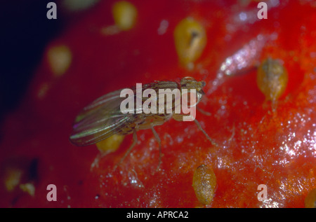 Frutta-fly o aceto Fly, Drosophila melanogaster. Sulla frutta fragola Foto Stock