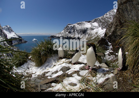 Maccheroni Penguins Eudyptes chrysolophus Hercules Bay Georgia del Sud tra erba tussoc alta sulla scogliera Foto Stock