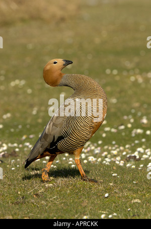 Ruddy intitolata Goose Chloephaga rubidiceps più deprimente Island Isole Falkland Foto Stock