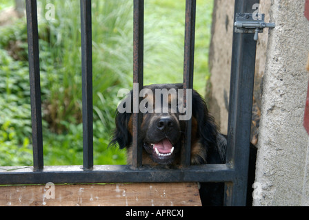 Cane aggressivo a un cancello del giardino Foto Stock