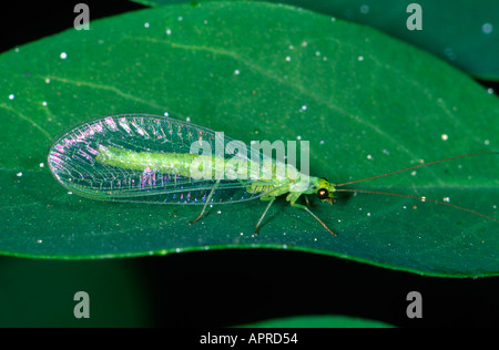 Green Lacewing, Chrysoperla sp. Sulla lamina Foto Stock