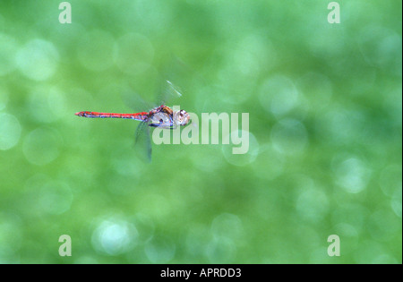 Darter Dragonfly, Sympetrum fonscolombii. Uomo in volo sopra uno stagno Foto Stock