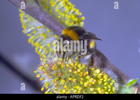 Bumble Bee, Bombus Terrestris. Raccogliere il nettare sul fiore di salice. Linguetta estesa Foto Stock
