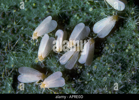 Serra mosche bianche, Trialeurodes vaporariorum. Colonia su foglie Foto Stock