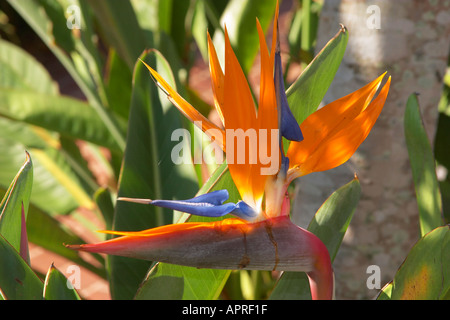 Uccello del Paradiso Fiore Sunshine Coast di Queensland in Australia Foto Stock