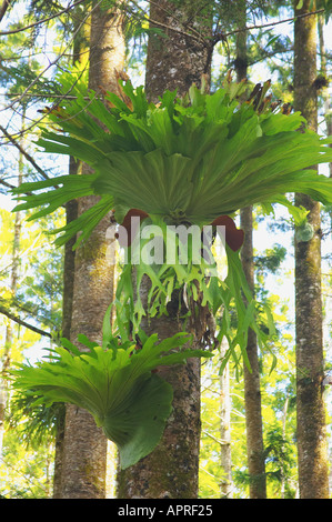 Staghorn Fern platycerium superbum epiphite su albero della foresta pluviale K'gari / Fraser Island Queensland Australia Foto Stock