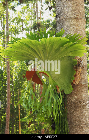 Staghorn Fern platycerium superbum epiphite su albero della foresta pluviale K'gari / Fraser Island Queensland Australia Foto Stock
