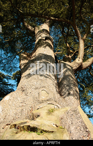 Tronco alto di cedro del Libano (Cedrus libani) in inverno nel Sussex occidentale, Inghilterra, Regno Unito Foto Stock