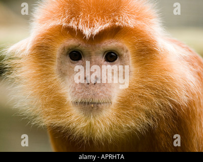 Un Iavan Brown Langur monkey Trachypithecus aurata aurata presso lo Zoo Twycross LEICESTERSHIRE REGNO UNITO Foto Stock