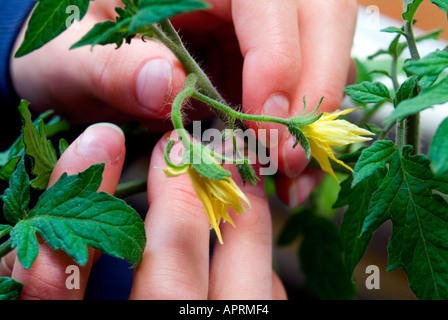 Pizzicare allargando le dita il pomodoro germogli laterali per aumentare il raccolto Foto Stock