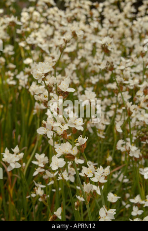 Libertia formosa dal Cile, conosciuta anche come fiore di raso neozelandese, sirena innevata o Iris cilena Foto Stock