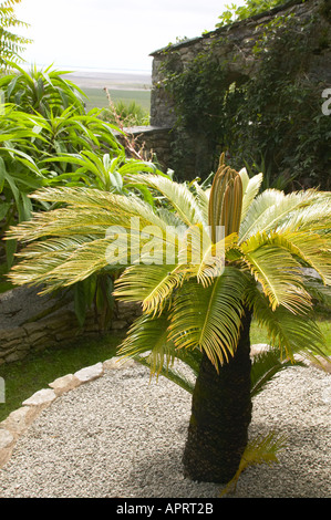 Yewbarrow casa con giardino esotico piantagione Foto Stock