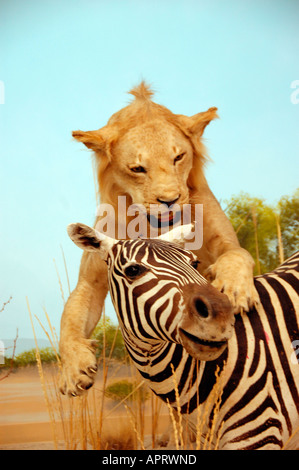 Leone africano attaccando le sovvenzioni Zebra Sudan animale farcito in museo in Utah USA America Foto Stock