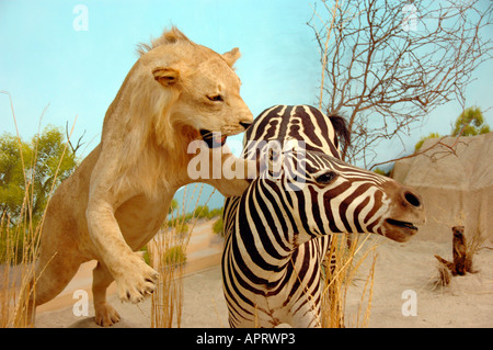 Leone africano attaccando le sovvenzioni Zebra Sudan animale farcito in museo in Utah USA America Foto Stock