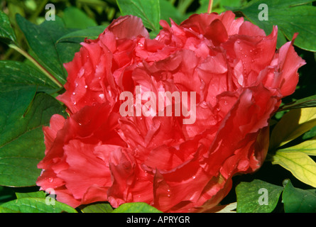 Paeonia suffruticosa rosso segreto doppio Rugiada di mattina Foto Stock