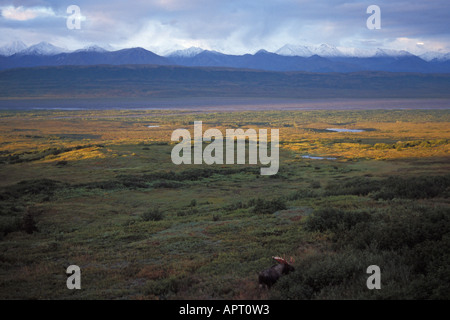 Moose Alces alces bull alimentare sui salici nel Parco Nazionale di Denali Alaska Range interno dell Alaska Foto Stock