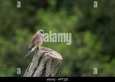 Giovani Gheppio Falco tinnunculus sul ceppo di albero Kent REGNO UNITO autunno Foto Stock