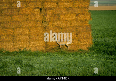 Alba rompe su un campo di fieno e disturba un giovane White Tailed Deer doe nel paese di fattoria del Dakota del Sud Foto Stock