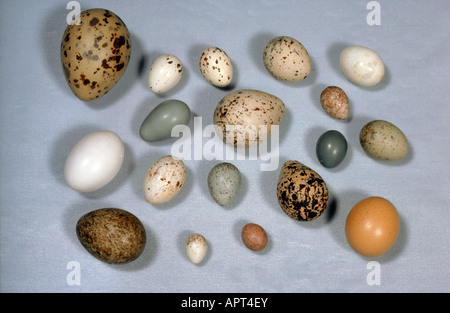 Un assortimento di uova di uccelli Foto Stock