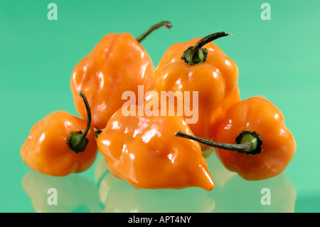 Peperoncino Habanero Foto Stock