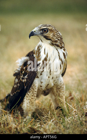 Ampia Falco alato Buteo platypterus Foto Stock