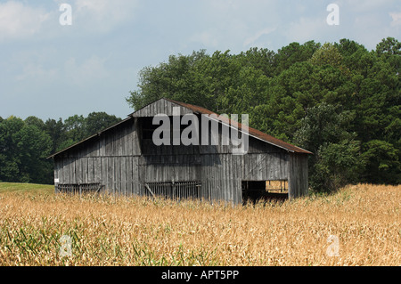 Il vecchio fienile in legno nel mezzo di un campo di mais Tennesse USA Foto Stock
