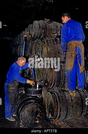 Spagna ANNATA Vino Cantina botti botte produzione Rioja Paternina Foto Stock