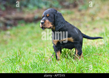 Gordon Setter cucciolo avviso permanente Foto Stock