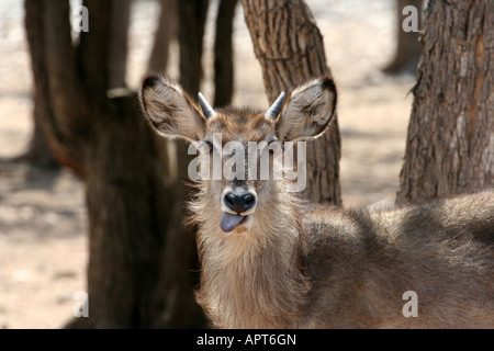 Baby Waterbuck Foto Stock