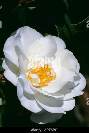 Camellia japonica petali bianco puro per un prezioso cuore di gol Foto Stock