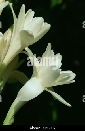 Polianthes tuberosa bianco spellbounding misterioso Foto Stock