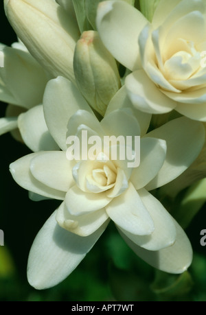 Polianthes tuberosa ceroso bianco petali fragranza misteriosa dal proprio sentire Foto Stock