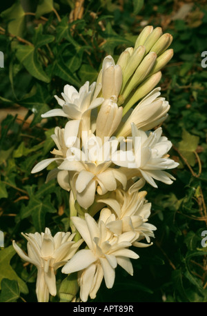 Polianthes tuberosa cremosa di colore bianco nella luce della sera ricco bouquet di fiori e boccioli di intossicare la notte Foto Stock