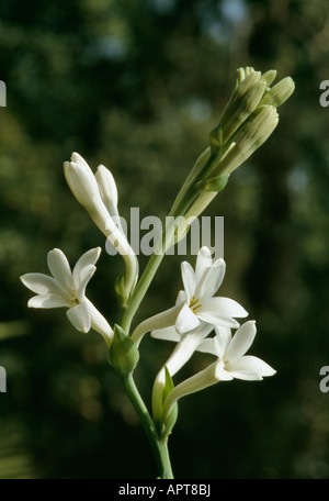 Polianthes tuberosa Foto Stock